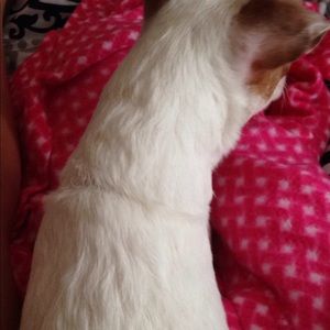 Meet your Posher, Landen